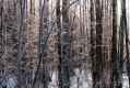 082_Biebrza - marzec 2013